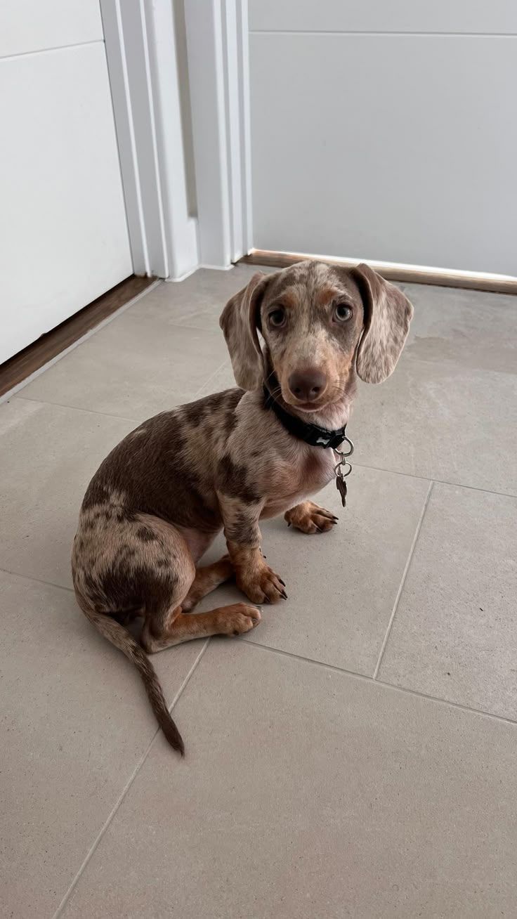 Milo