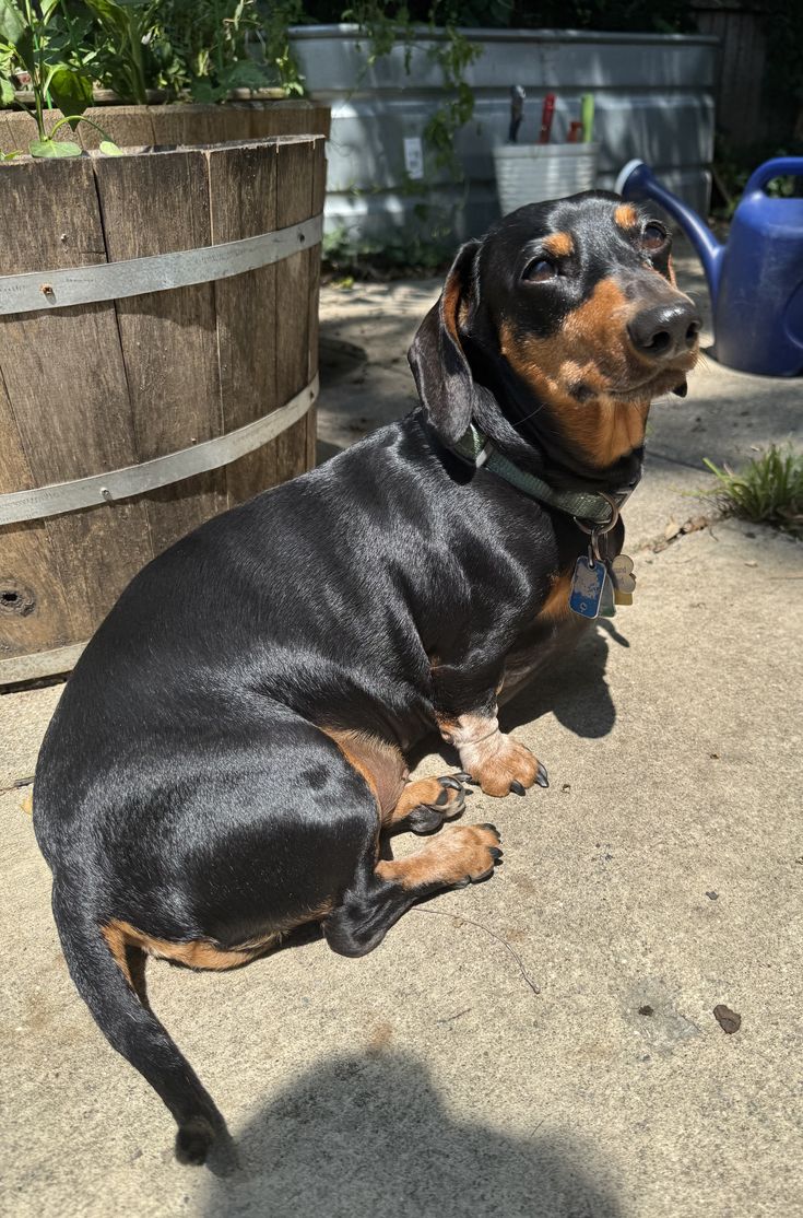 Rocky