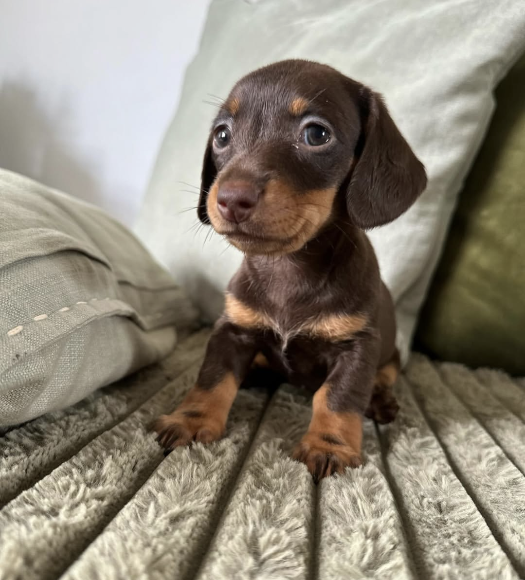 Rosie, a Brown &Tan dachshund puppy