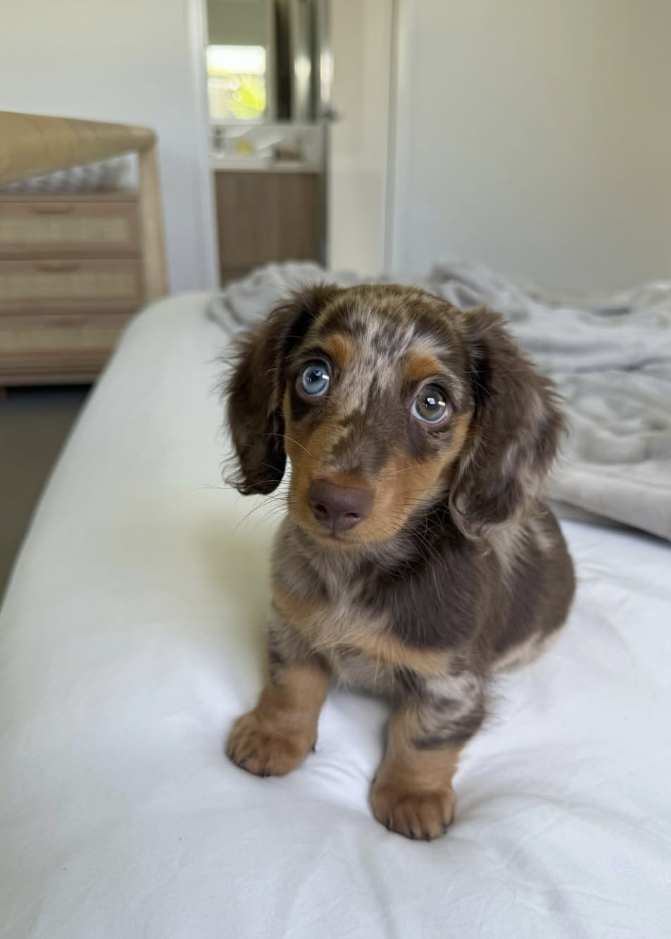 Daisy, a Chocolate dapple dachshund puppy