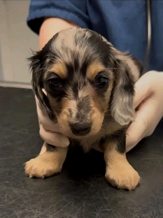 Chloe, a Black mixed dachshund puppy