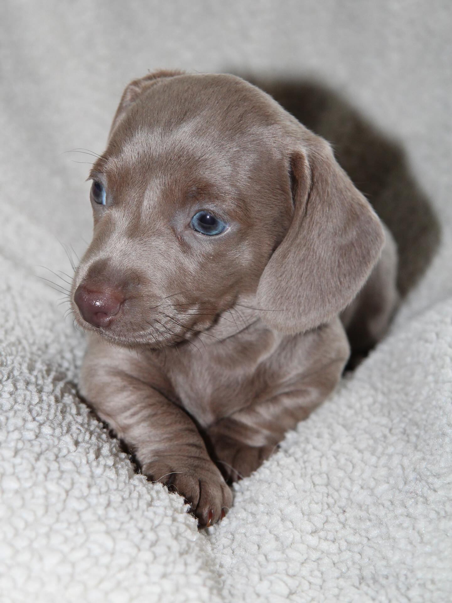 Biscuit, a Chocolate/liver dachshund puppy