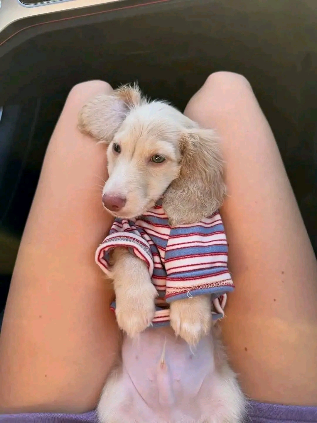 Luna, a Cream dapple dachshund puppy