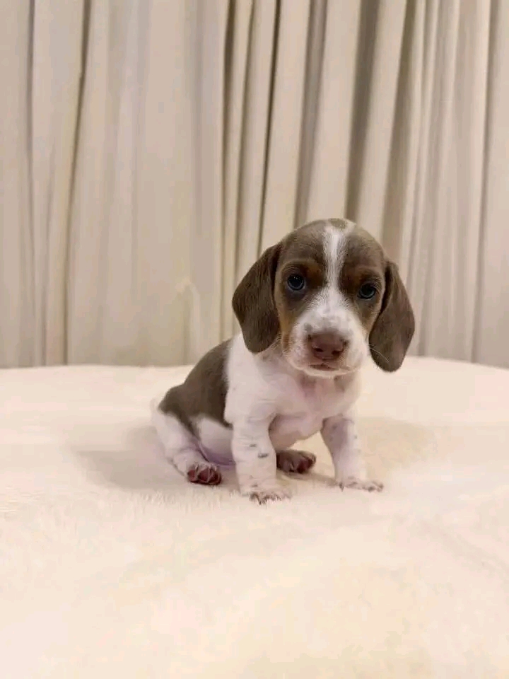Willow, a White/Tan dachshund puppy