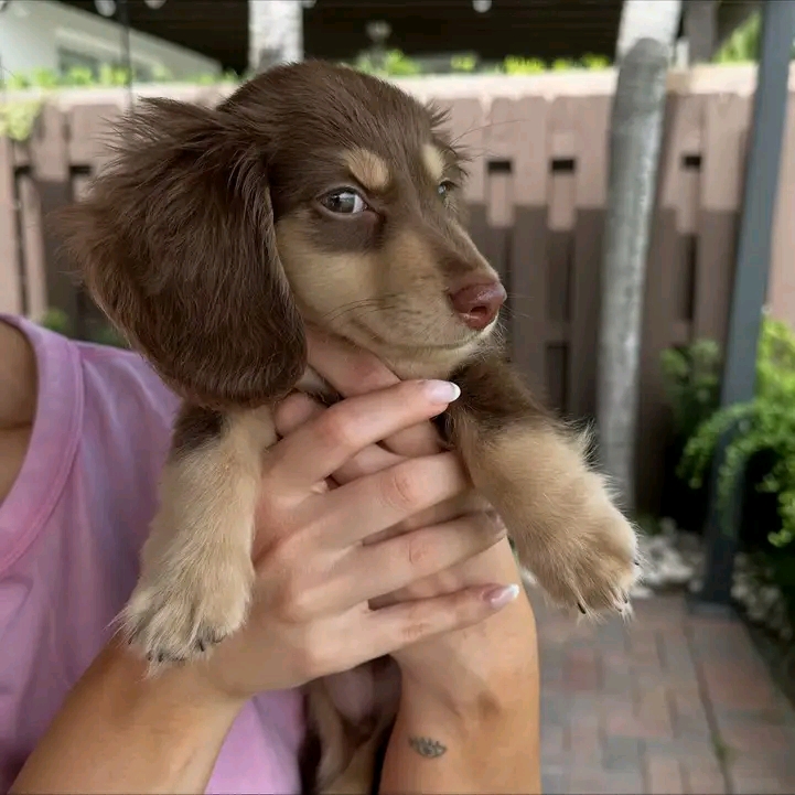Spike, a Tam dachshund puppy