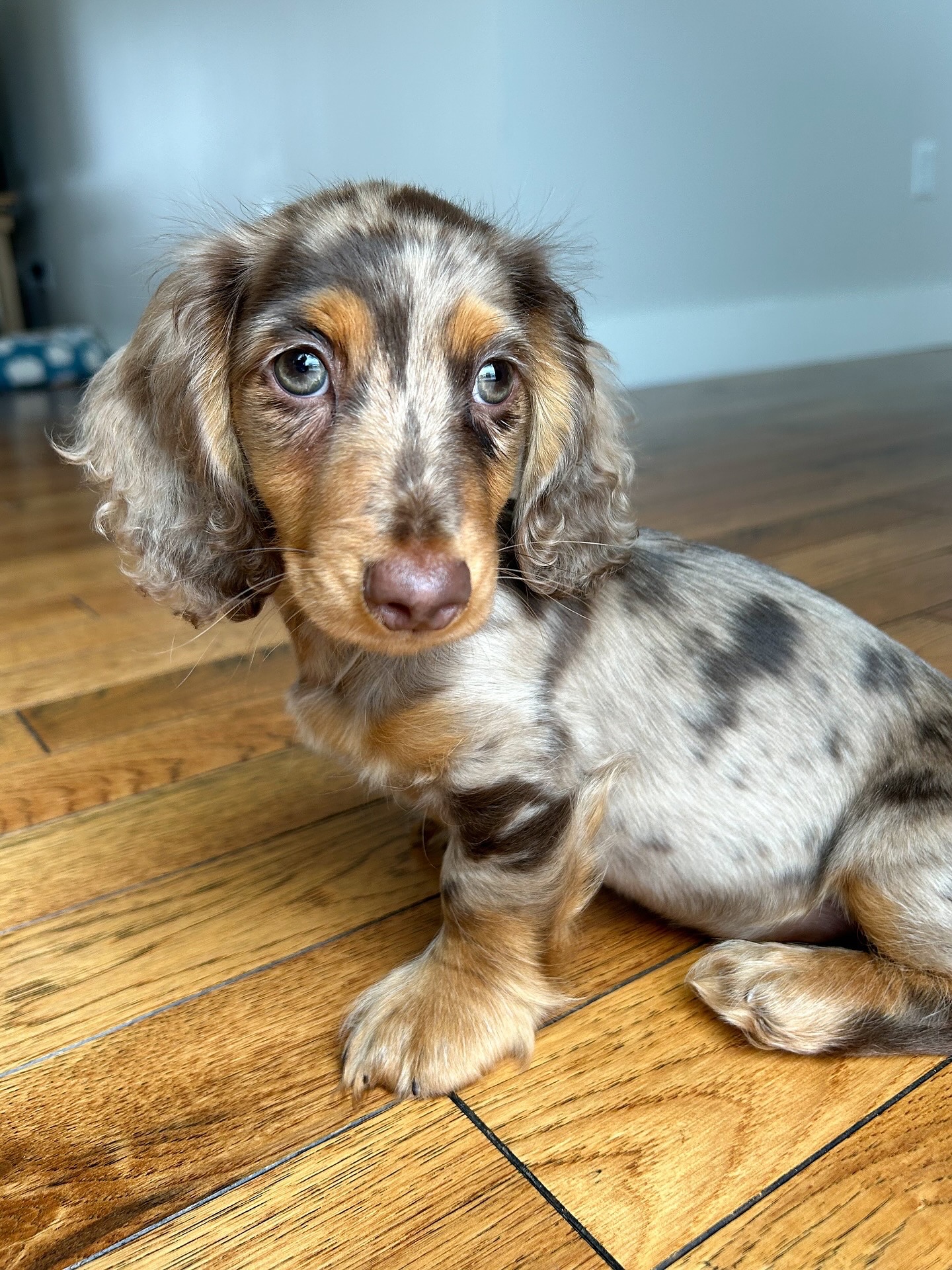 Stella, a Chocolate dapple dachshund puppy