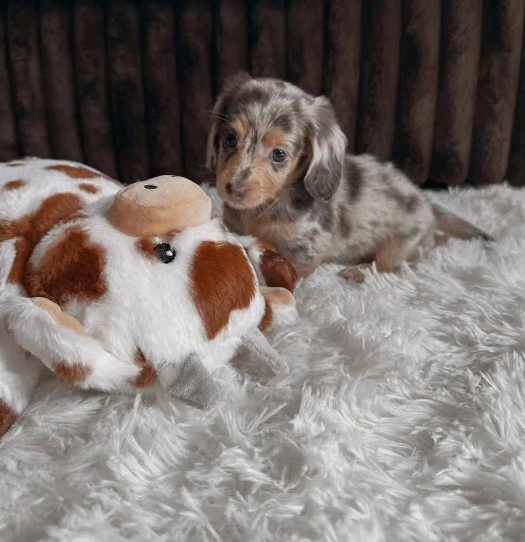 Rex, a Chocolate dapple dachshund puppy