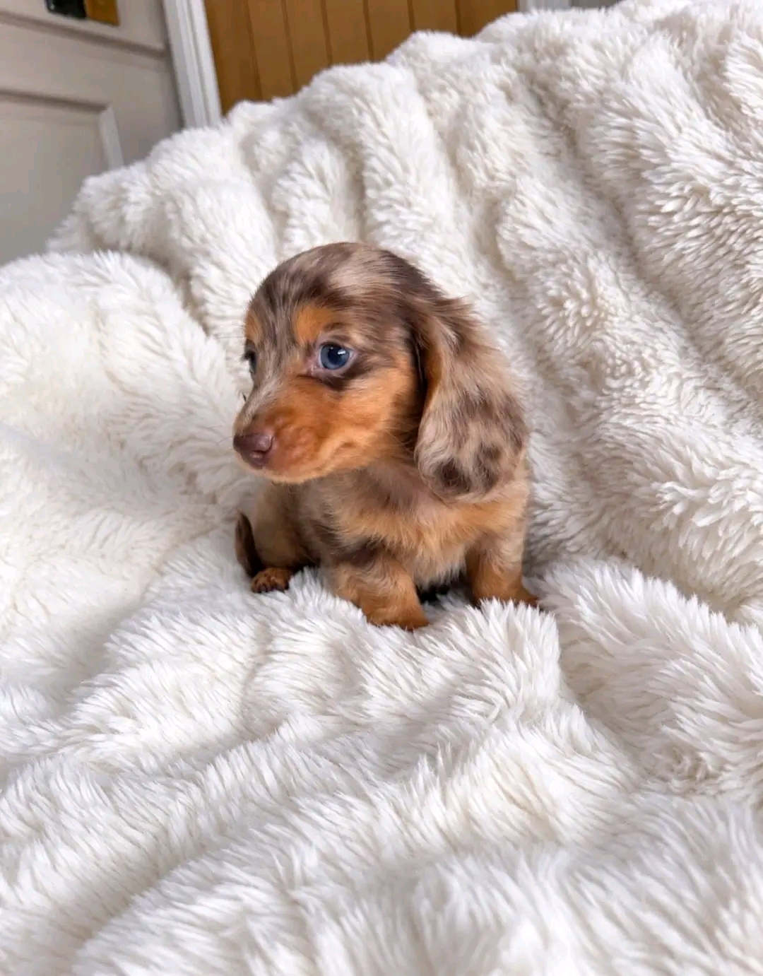Charlie, a Chocolate dapple dachshund puppy
