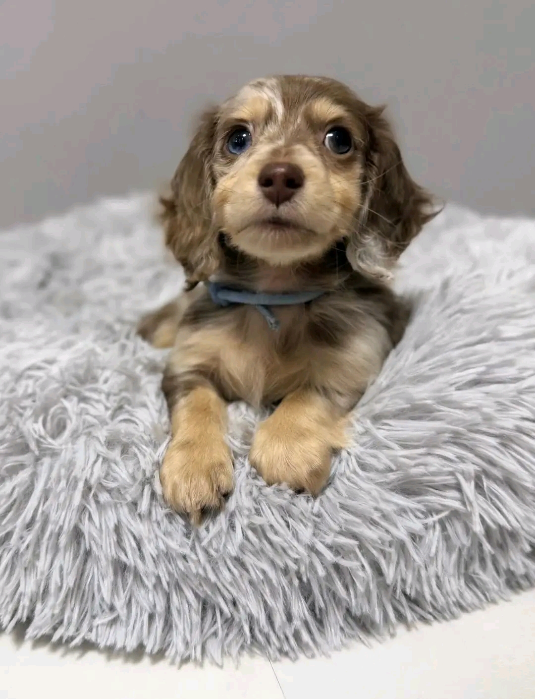 Ozzy, a Chocolate dapple dachshund puppy