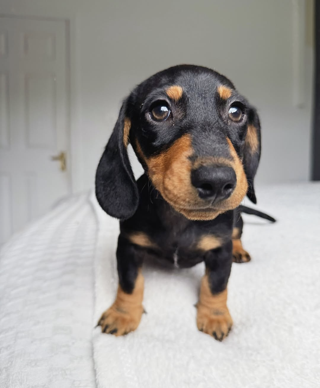 Zeus, a Black & Tan dachshund puppy