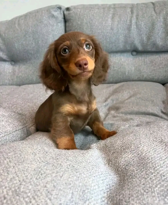 Ruby, a Cream dachshund puppy