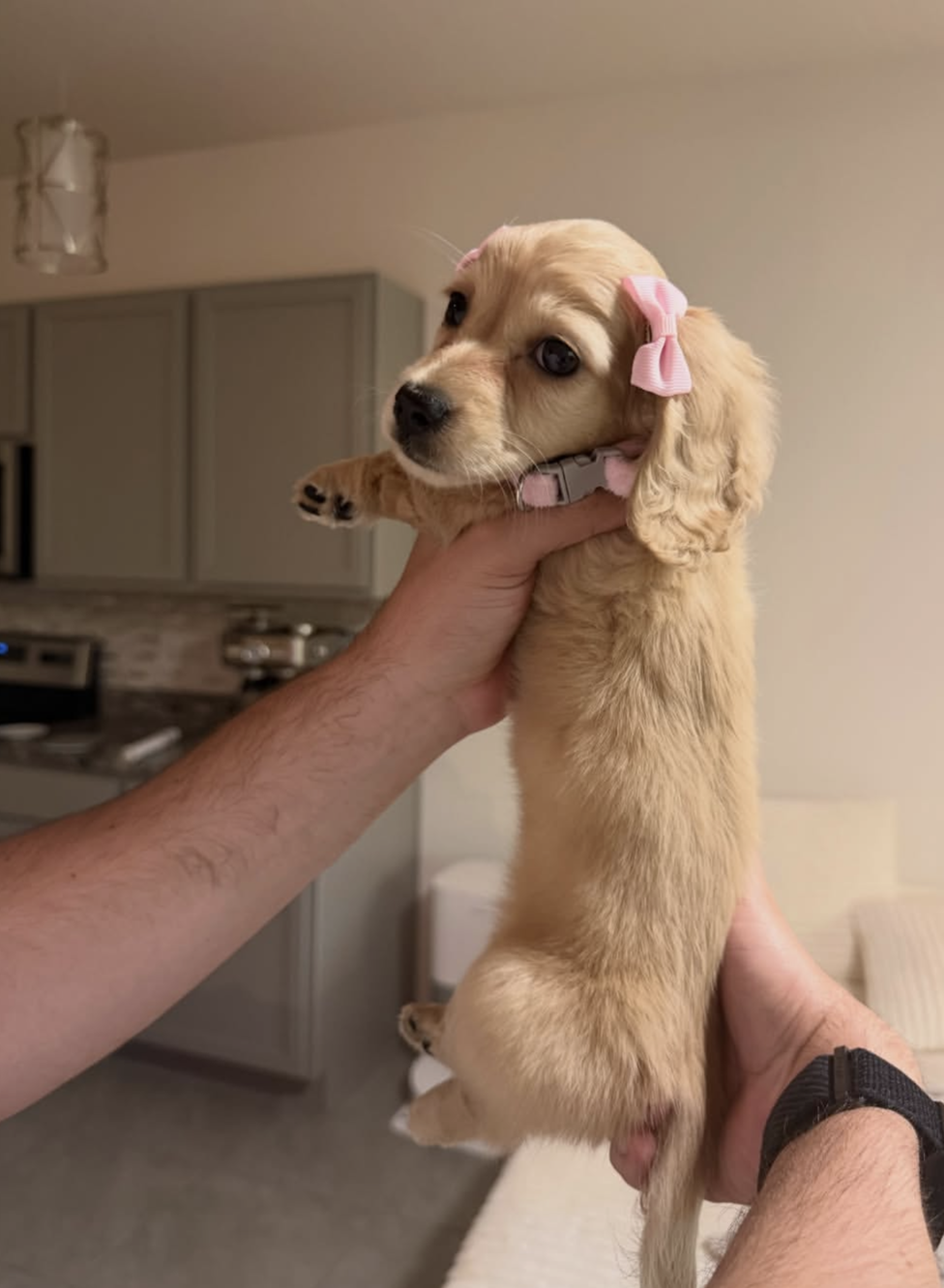 Coco, a Cream dachshund puppy