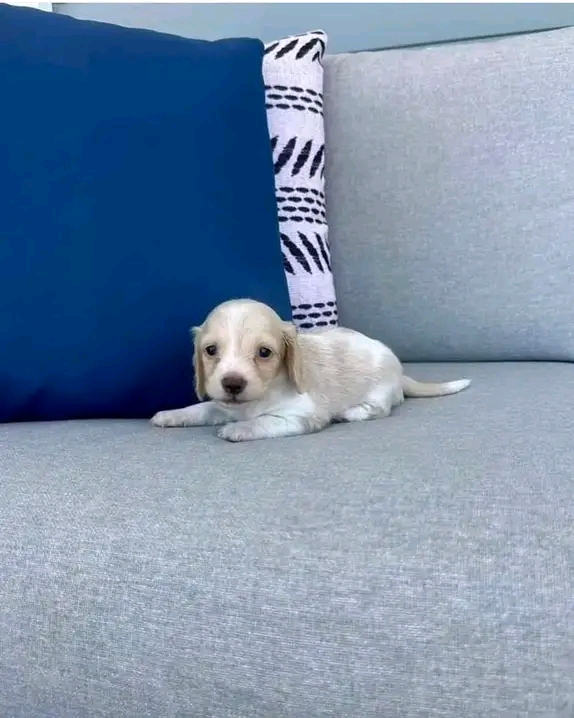 Winston, a White &cream dachshund puppy